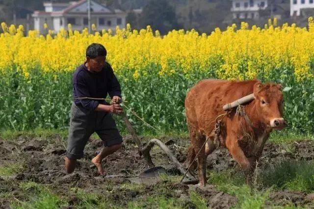 【遇见章贡】那些耕耘的农具,你还记得它们的名字吗?