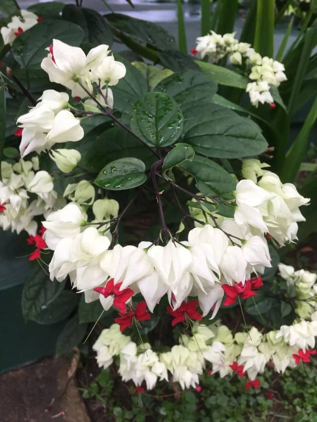 阳台上的盆栽龙吐珠,光照不多,为啥还开花那么旺盛?