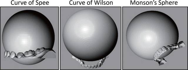 三维咬合曲线(图片来自原文)