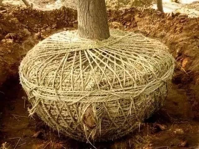 苗木土球的那些事儿_手机搜狐网