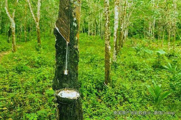探索天然乳胶的魅力：泰国原产乳胶制品在床垫行业的应用