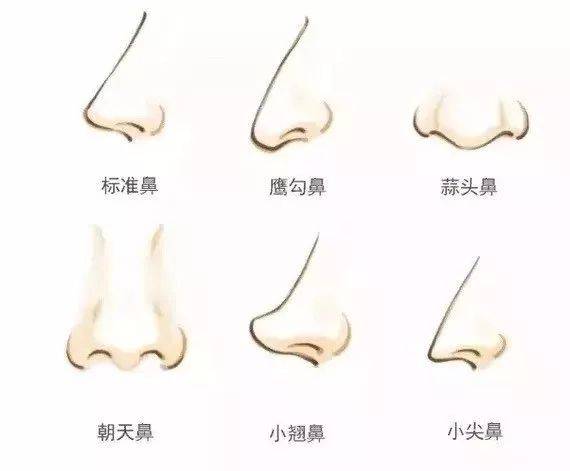 十种鼻型分类图图片