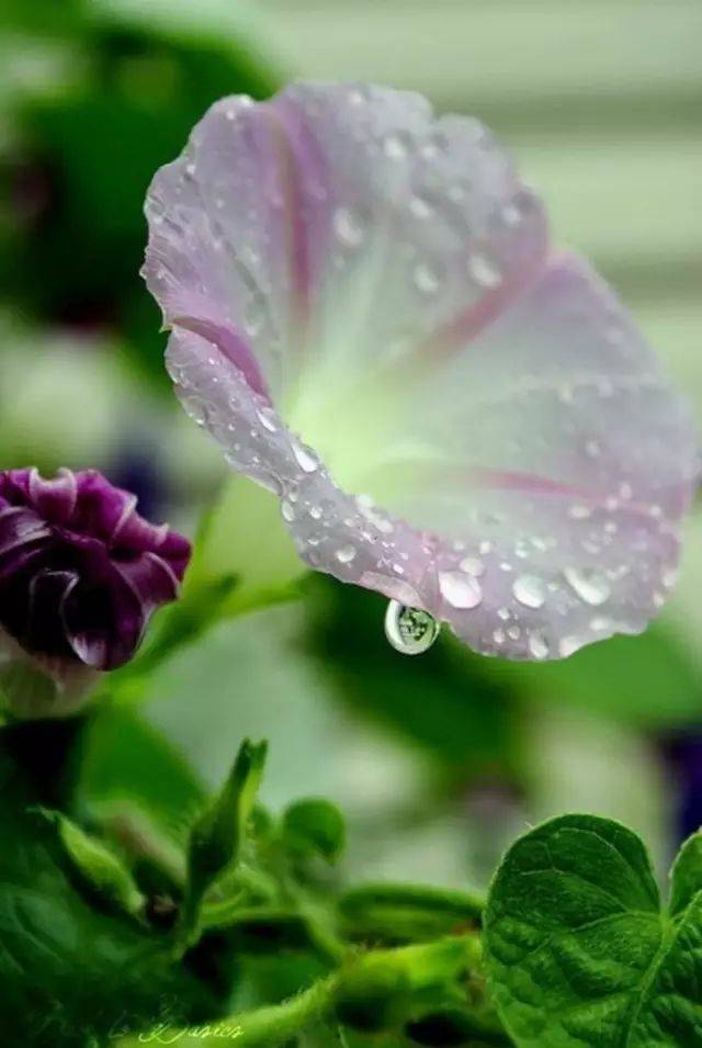 随缘便自在,心安即是家一个人,走到哪里都是生命一朵花,开在哪里都是