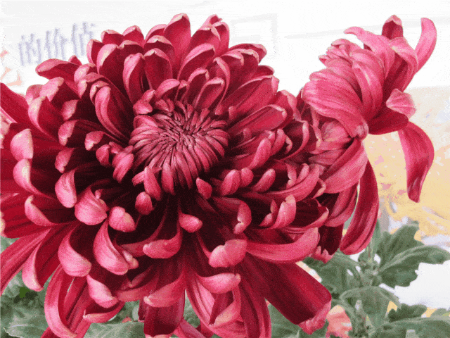 美丽平谷初冬赏菊品菊花宴刚刚好