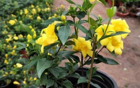 原创大家有见过"法国香水花"吗?具有茉莉般的清香,观赏性价值极高