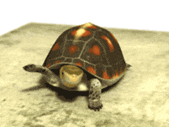 乌龟gif动态图片图片