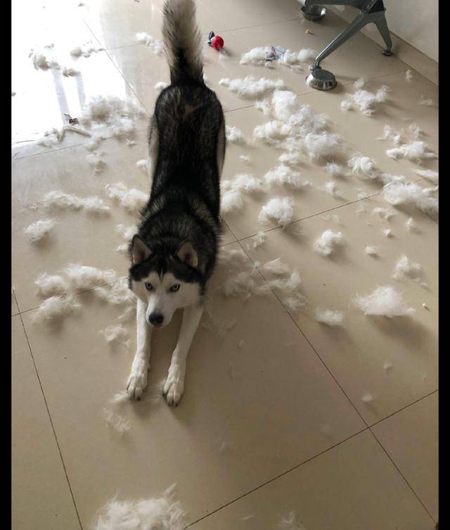 哈士奇到了脱毛期,掉的毛发都够织毛衣了,网友:背后沙发是亮点