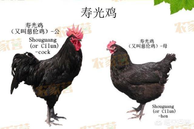 家鸡的品种图片