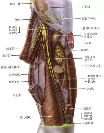 股神经分支及解剖图图片