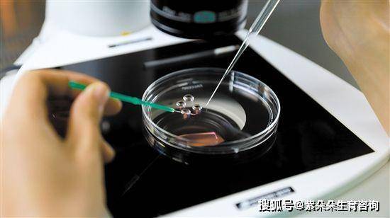紫朵朵:为何供卵试管婴儿大多移植冷冻胚胎,你有想过吗?