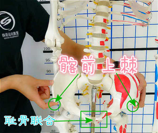 一下骨盆的几个骨性标志点: 1,髂前上棘 髂前上棘指的是髂嵴的前端,先