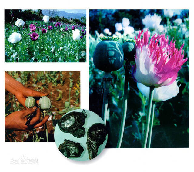 天然毒品是直接从毒品原植物中提取,如:鸦片(罂粟花真的很美,可惜美丽