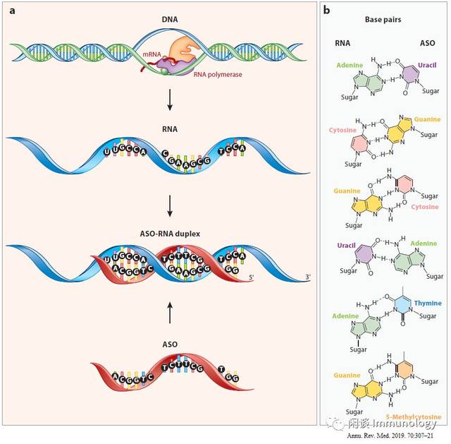 细解治疗用反义寡核苷酸药物(therapeutic antisense