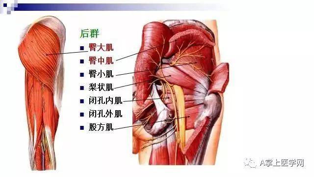 最清晰的肌肉解剖圖第二部分髖部腿部下肢部位