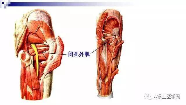 最清晰的肌肉解剖圖第二部分髖部腿部下肢部位