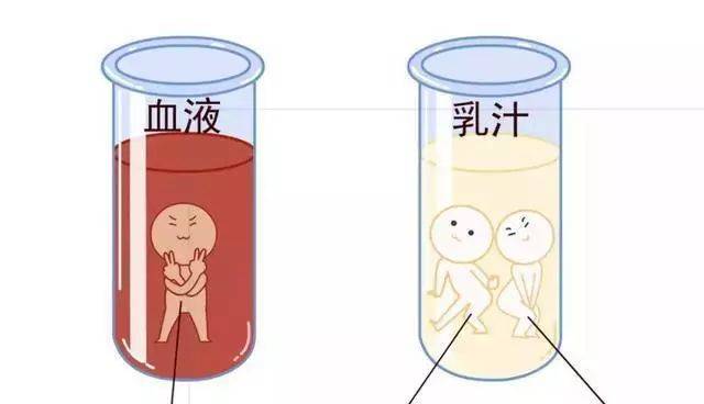 分,如氨基酸,葡萄糖等,乳腺将其转化成蛋白质,脂肪和乳糖,分泌出乳汁