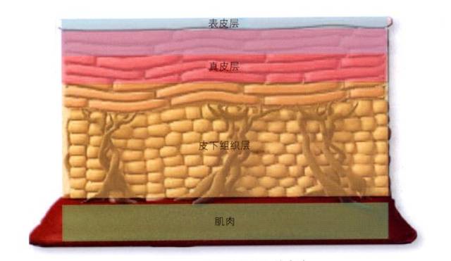 申洋科普:医美抗衰老全面详解!