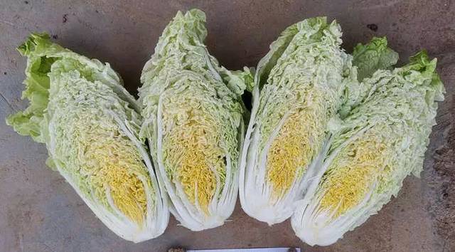 精品推荐高品质耐寒晚抽型早皇白类型白菜冬冠