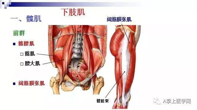 最清晰的肌肉解剖圖第二部分髖部腿部下肢部位