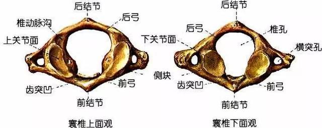 颈椎关节图片及名称图片