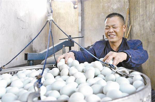 邢元正在做烤鸭蛋前准备 弓华静/图廖运生鼓励村民做大做强烤鸭蛋产业