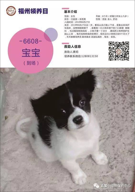 斑马宠物网：宠物行业的数字化转型之路