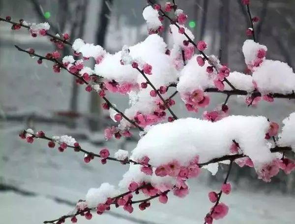 除夜雪 (宋)陸游 北風吹雪四更初,嘉瑞天教及歲除. 半盞屠