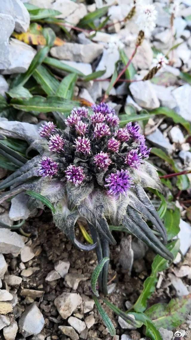 人们认为雪兔子可以壮肾阳,调经血,强筋骨,祛风湿 总之就是药效很强