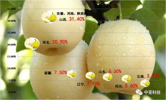 我国的梨产业发展现状_手机搜狐网