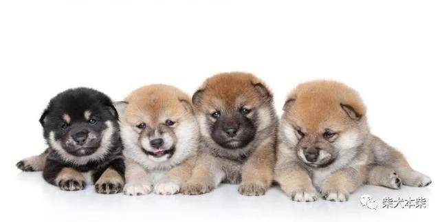看似一样的柴犬 其实也分不同的脸型 你喜欢圆脸还是尖脸 尖脸狗是什么品种 双偶网