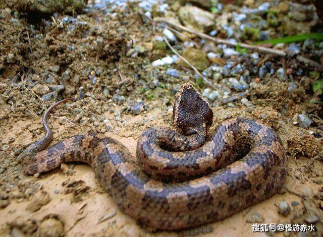 贵州蛇类大全图片