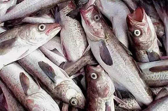 遇到这种"基佬鱼"可要当心!