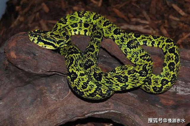 贵州有毒蛇的图片大全图片