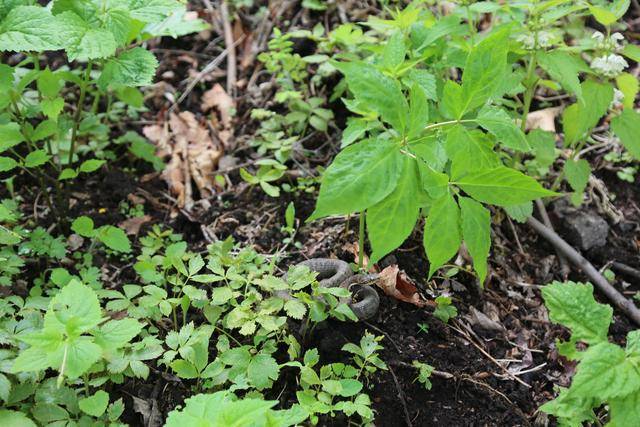 林下参,野山参不考虑质地,有其形无其功,why?