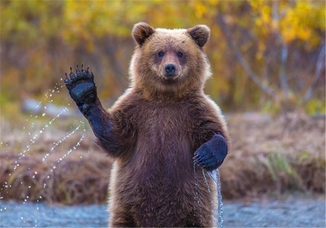 野熊被男子带回家,长大后还成了主人的伴郎,这是一个神奇的故事