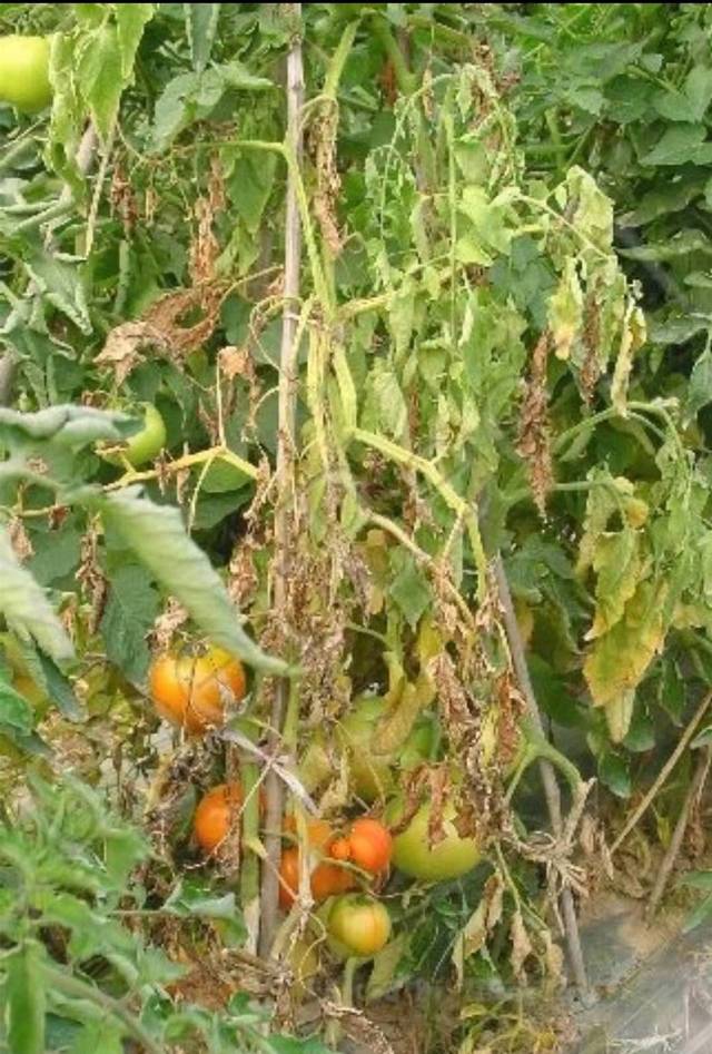 西红柿受肥害的图片图片
