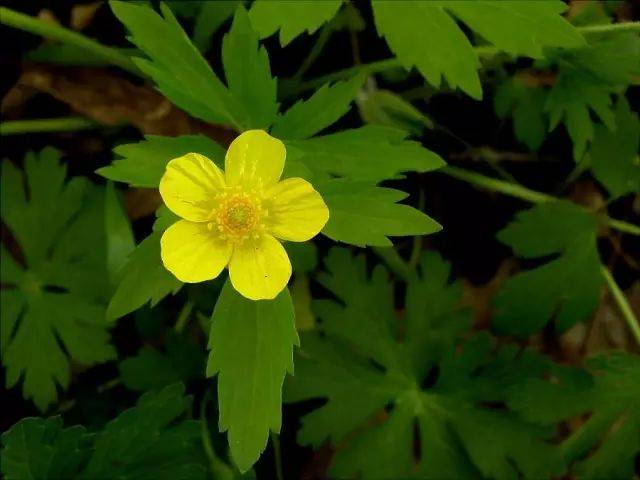 11月27日射手星座花 毛莨 白胶木 白胶木花 百泓网