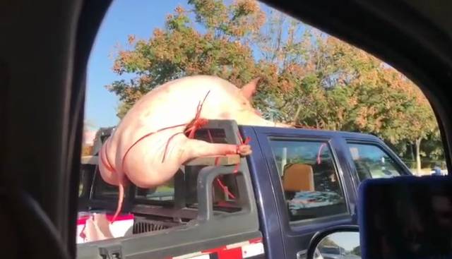 舒城:火遍朋友圈的接亲猪,原来是来舒城!