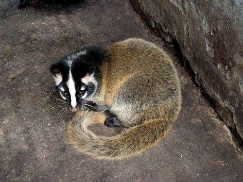 而头部和四只脚,还有尾巴的后半部分的毛发颜色又是黑色的