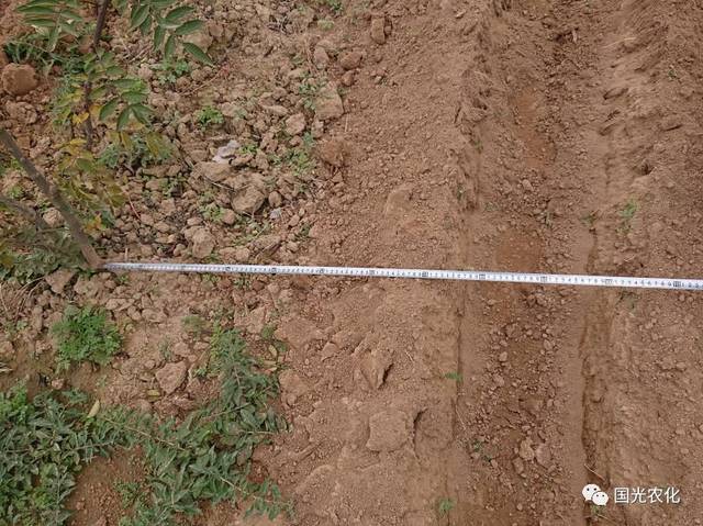 沿树冠滴水线挖沟宽30-40cm