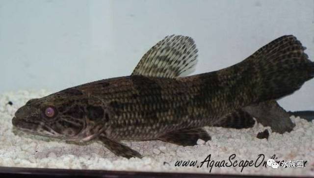 黑狼牙鱼喜欢更快的河流,特别是奥里诺科河的支流.身体更加粗壮,比h.