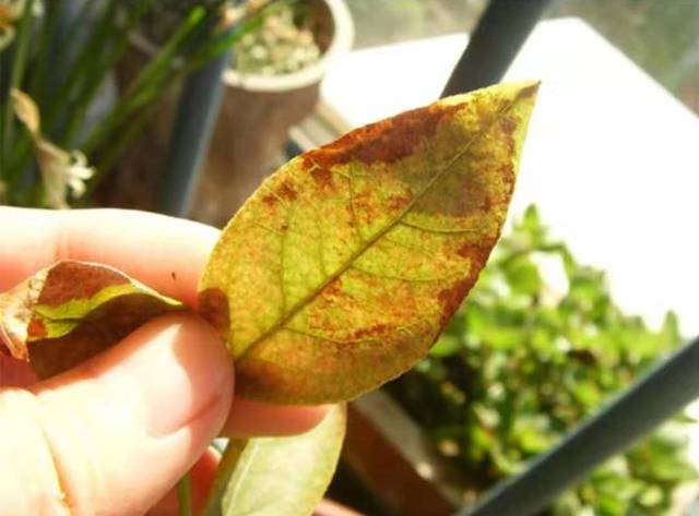 蓝莓叶片枯焦或死亡是怎么了