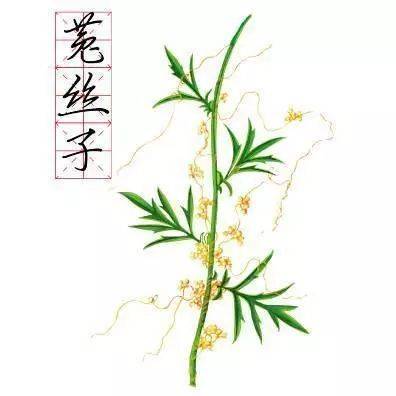 神奇的中药系列篇菟丝子