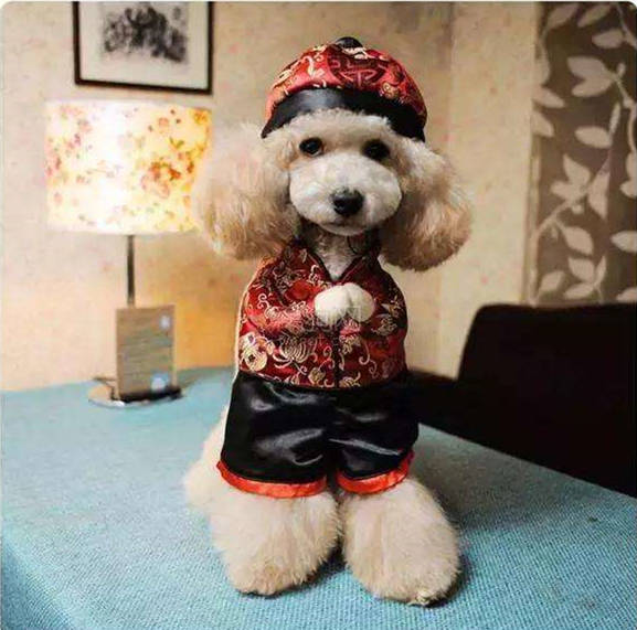 恭喜发财,红包拿来,训练狗狗作揖真的有那么困难吗?