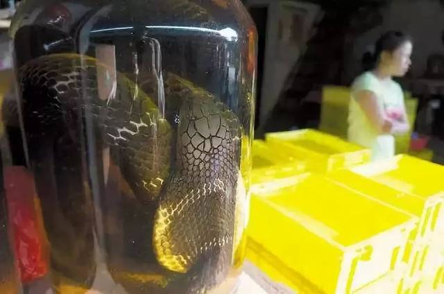 用"过山峰"浸酒!客家阿婆被判刑一年!