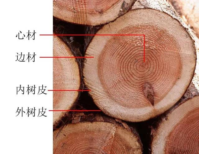 树皮树心的色差