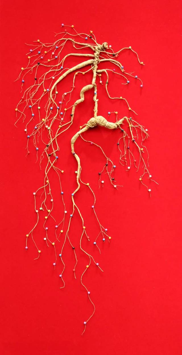 20支珍稀野山参汇聚国拍 首届上海野山参拍卖会周六开拍