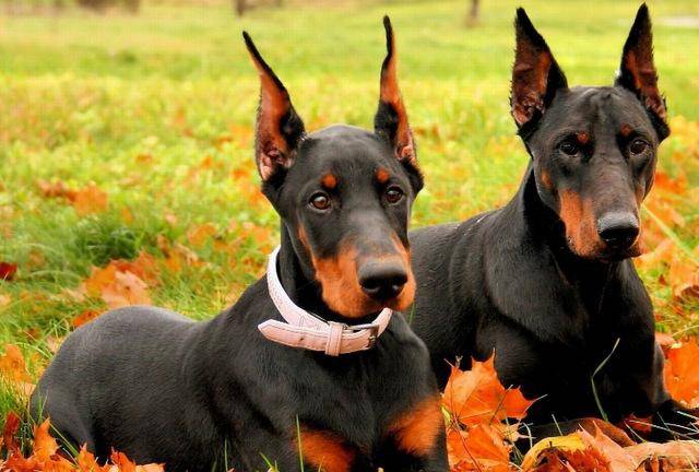 原创世界10大最聪明的名犬,金毛和拉布拉多成功入选,你养了哪种?