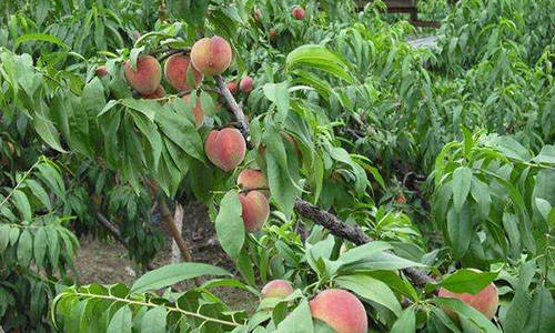 桃樹密植距離應保持在合理範圍