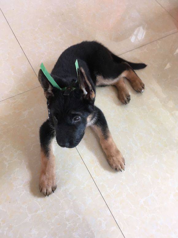 网友发明了个 立耳器 戴在德牧耳朵上 它嫌太丑不出去 自制德牧立耳器图片 东煤网